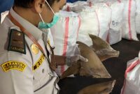 Petugas balai karantina Merauke