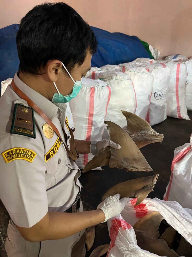 Petugas balai karantina Merauke
